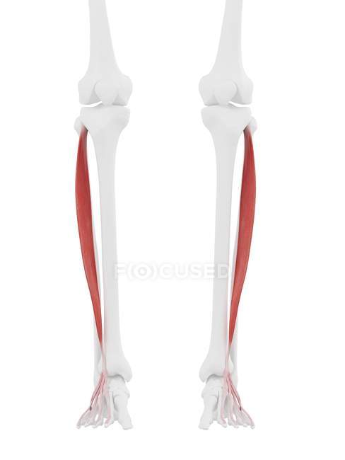 Parte del esqueleto humano con el músculo largo rojo detallado del digitorum del extensor, ilustración digital
. — Stock Photo