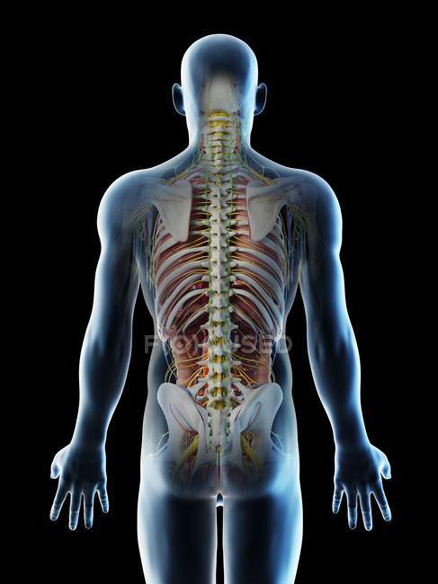 Anatomía dorsal masculina y sistema esquelético, ilustración por computadora
. - foto de stock