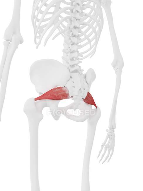 Menschliches Skelett mit rot gefärbtem Piriformis-Muskel, digitale Illustration. — Stockfoto