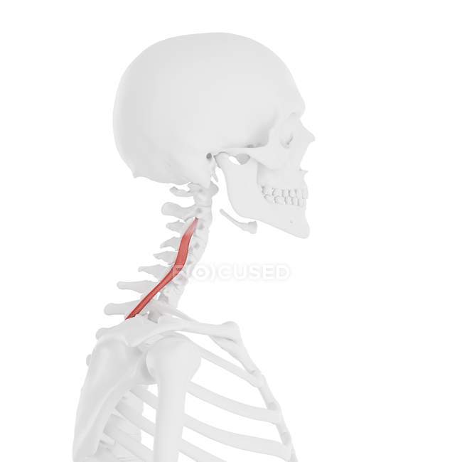 Esqueleto humano con color rojo Longissimus cervicis músculo, ilustración digital . - foto de stock