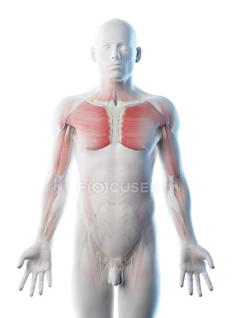 Anatomía y musculatura de la parte superior del cuerpo masculino, ilustración por computadora . - foto de stock