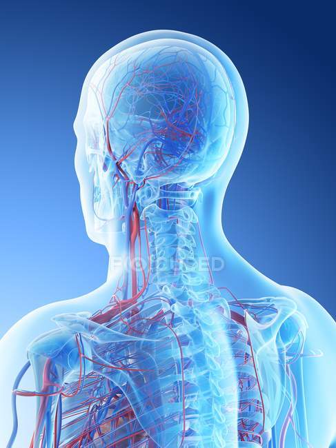 Blutgefäße des menschlichen Kopfes und Halses, digitale Illustration. — Stockfoto