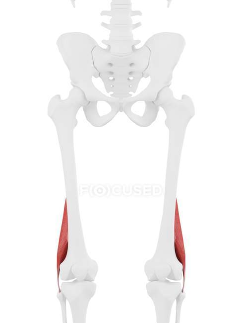 Parte do esqueleto humano com detalhe vermelho bíceps curto músculo femoral, ilustração digital . — Fotografia de Stock