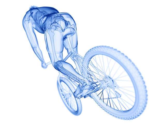 Silueta transparente del hombre montando en bicicleta con huesos visibles, ilustración por ordenador . - foto de stock