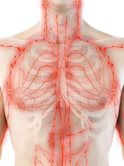 Чоловіча грудна клітка з лімфатичною системою, комп'ютерна ілюстрація . — стокове фото