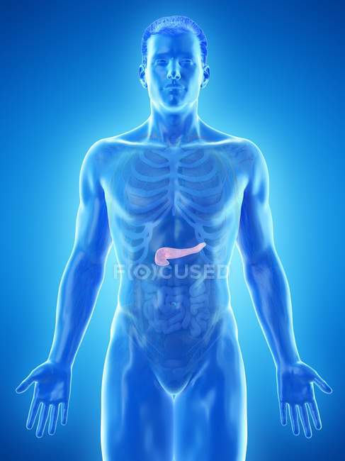 Anatomia del pancreas maschile, illustrazione al computer . — Foto stock