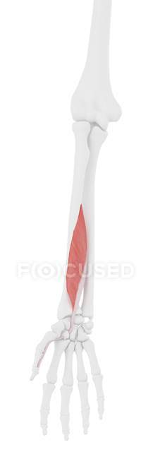 Modelo de esqueleto humano con músculo largo Flexor pollicis detallado, ilustración por ordenador . - foto de stock
