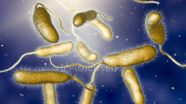 Vibrio vulnificus bacterias que se encuentran en el agua de mar, ilustración de computadora de color
. - foto de stock