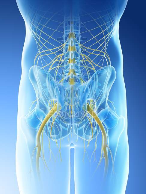 Nervios de la pelvis masculina en silueta corporal abstracta, ilustración digital
. - foto de stock