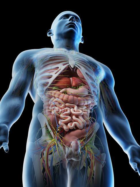 Anatomie des männlichen Oberkörpers und der inneren Organe im Tiefflug, Computerillustration. — Stockfoto