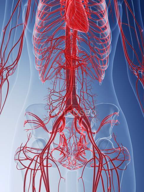 Cuerpo femenino con sistema vascular visible, ilustración por ordenador
. - foto de stock