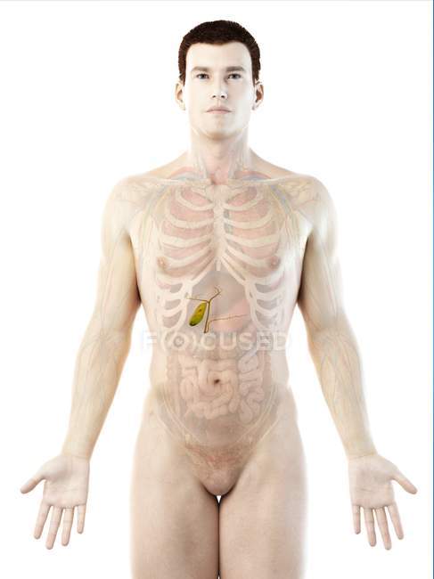 Модель людського тіла, що демонструє чоловічу анатомію на білому тлі, цифрова ілюстрація . — стокове фото