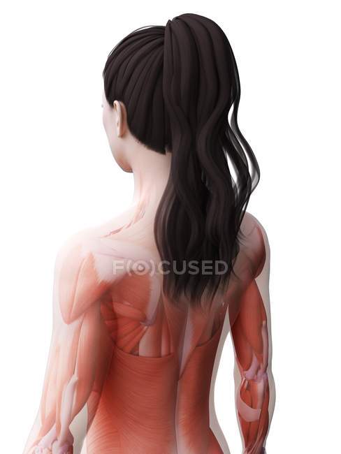 Weiblicher Körper mit sichtbarer Muskulatur, digitale Illustration. — Stockfoto