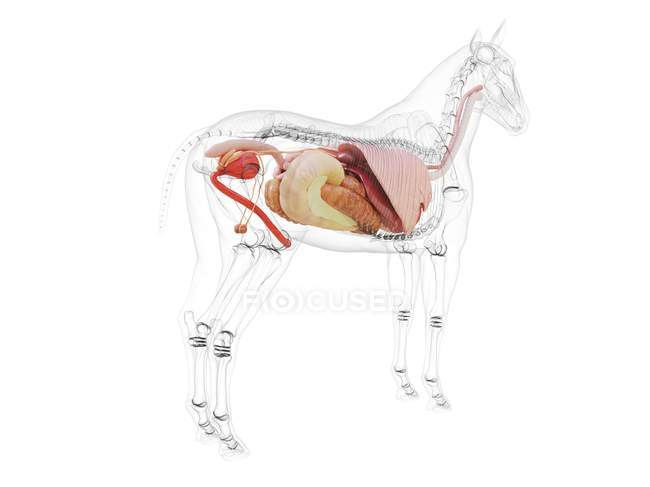 Кінь анатомії з видимими внутрішніми органами на білому тлі, комп'ютерна ілюстрація . — стокове фото