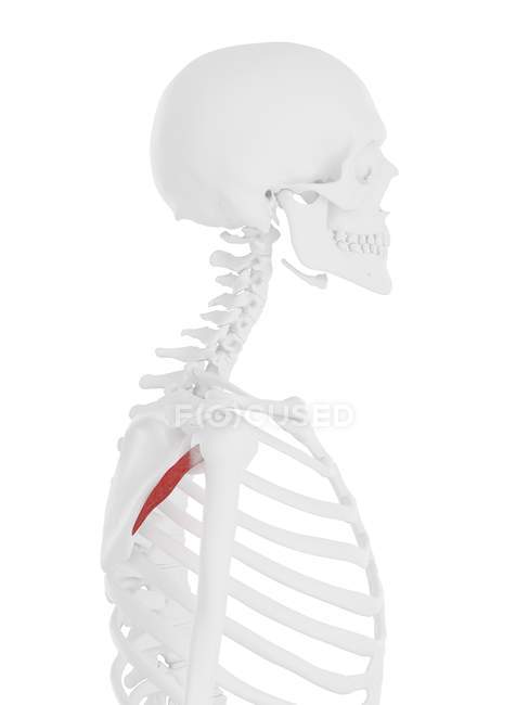 Modelo de esqueleto humano con músculo menor detallado de Teres, ilustración por computadora . - foto de stock