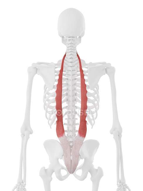 Menschliches Skelett mit rot gefärbtem Iliocostalismuskel, digitale Illustration. — Stockfoto