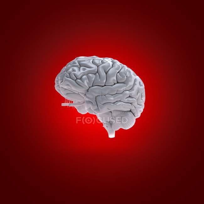 Modelo de cerebro humano blanco sobre fondo rojo, ilustración digital
. - foto de stock