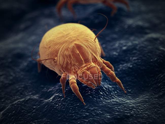 Parasite acarien de la poussière, illustration numérique microscopique
. — Photo de stock