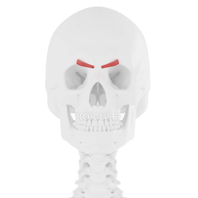 Human skull with detailed red Corrugator supercili muscle, digital illustration. — Stock Photo