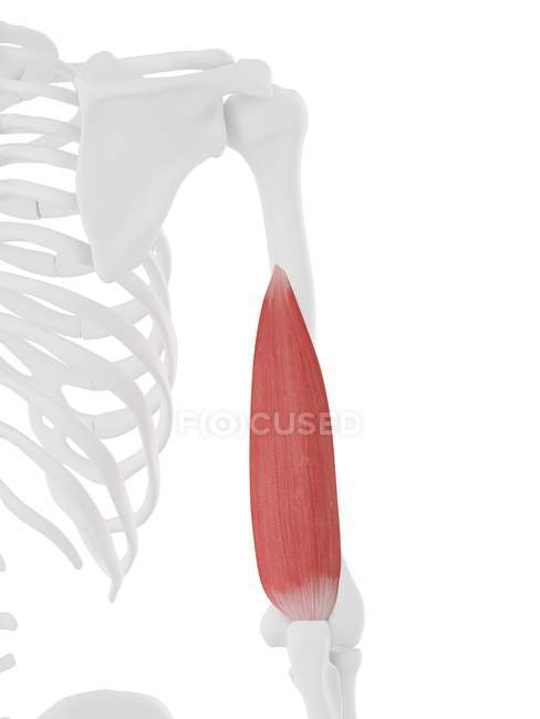 Modelo de esqueleto humano con músculo tríceps medial detallado de la cabeza, ilustración por computadora . - foto de stock