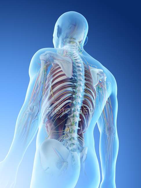 Vista trasera de ángulo bajo de la silueta humana que muestra la anatomía masculina, ilustración digital . - foto de stock