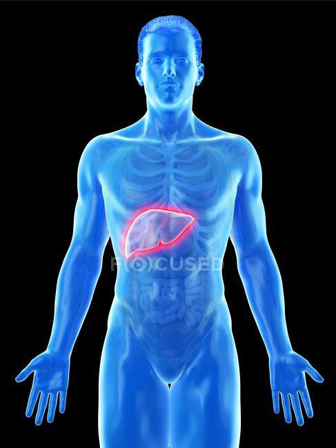 Anatomia do fígado em silhueta corporal masculina, ilustração digital . — Fotografia de Stock