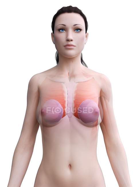 Анатомія молочних імплантатів в жіночому тілі 3d модель, цифрове зображення. — стокове фото