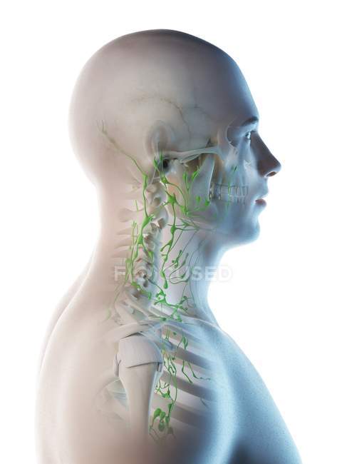 Ganglios linfáticos de cuello y cabeza masculinos, ilustración por ordenador . - foto de stock
