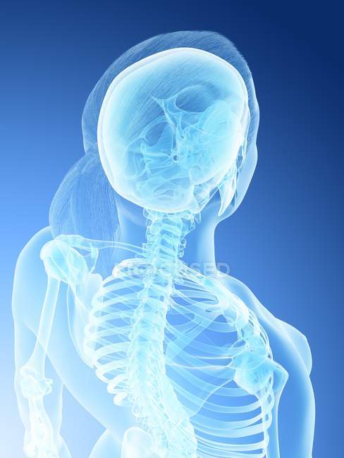 Anatomie et squelette du dos féminin, illustration par ordinateur . — Photo de stock