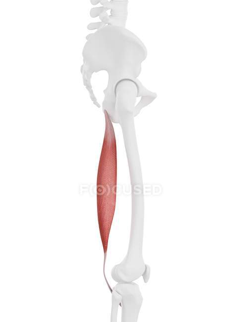 Human skeleton with red colored Semitendinosus muscle, digital illustration. — Stock Photo