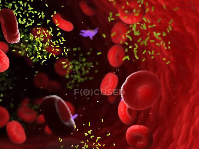Бактерии в кровеносных сосудах, цифровая иллюстрация . — стоковое фото