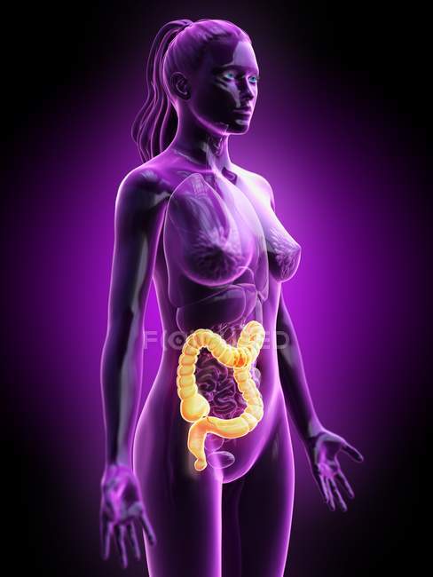 Silhouette féminine avec gros intestin visible, illustration numérique . — Photo de stock