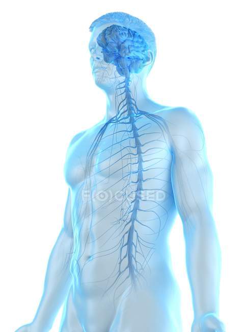Male anatomy showing brain and nervous system, computer illustration. — Stock Photo