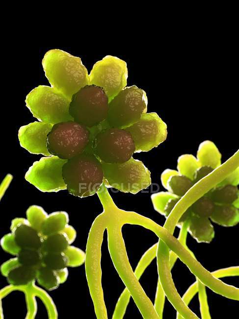 Stachybotrys Pilz auf schwarzem Hintergrund, digitale Illustration. — Stockfoto