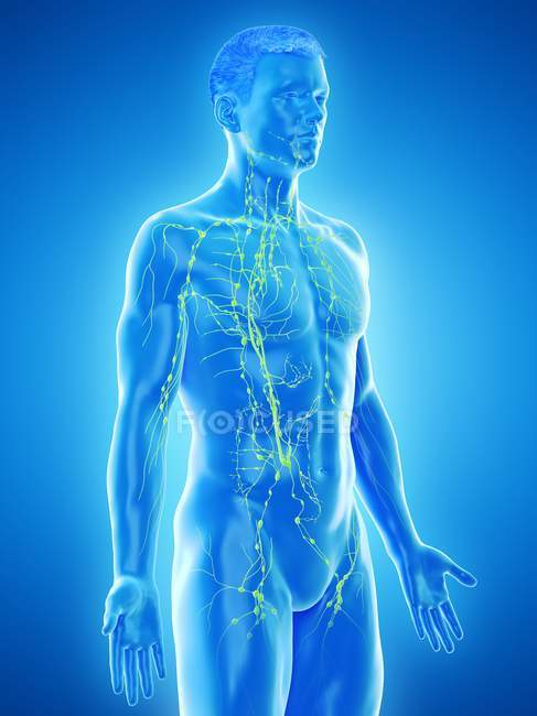 Анатомічна чоловіча модель, що показує лімфатичну систему, цифрове зображення. — стокове фото