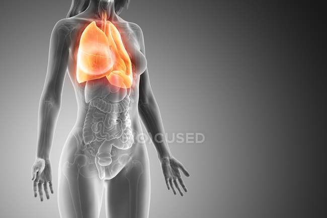 Modelo anatómico femenino con pulmones anaranjados y visibles, ilustración por ordenador
. - foto de stock