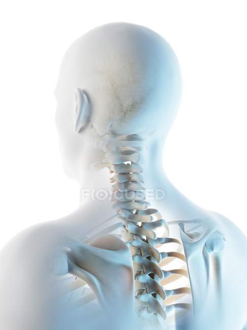 Абстрактні чоловічі кістки голови та шиї, комп'ютерна ілюстрація . — стокове фото