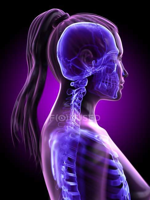 Жіноча анатомія голови і шиї і скелетна система, комп'ютерна ілюстрація. — стокове фото