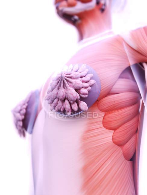 Anatomie des implants mammaires dans le corps féminin Modèle 3D, illustration numérique
. — Photo de stock