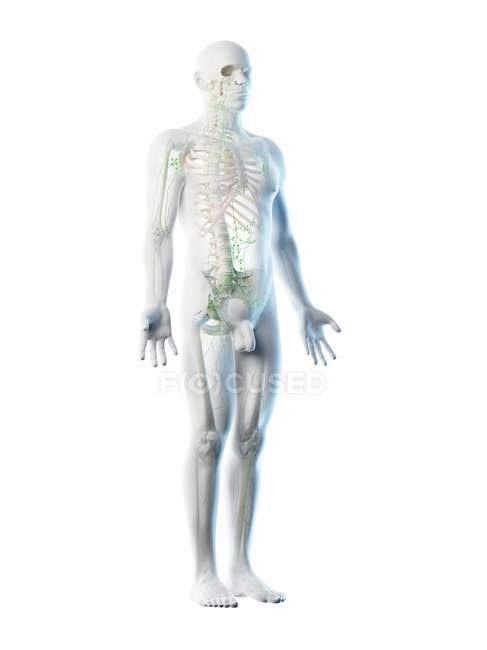 Corpo masculino anatômico mostrando esqueleto e sistema linfático, ilustração digital . — Fotografia de Stock