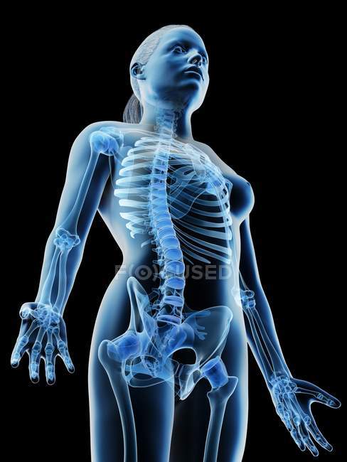 Huesos femeninos abstractos de la parte superior del cuerpo, ilustración por computadora
. - foto de stock