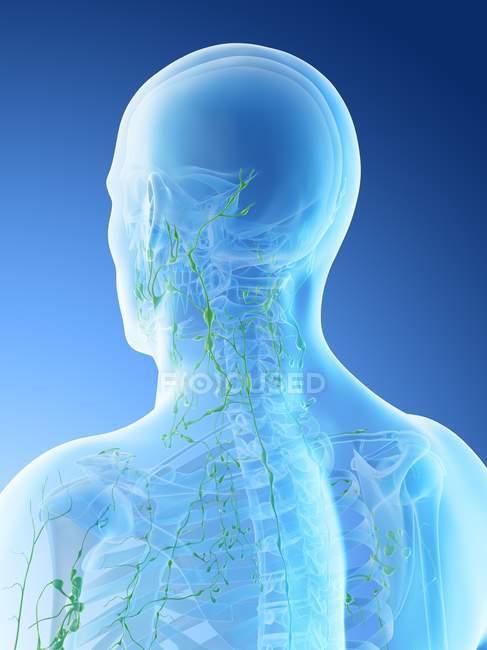 Linfonodi del collo e della testa maschili, illustrazione al computer . — Foto stock