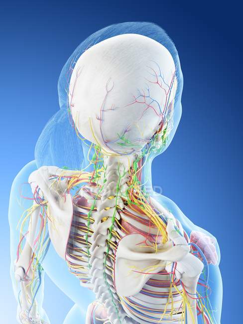 Женская анатомия спины и кровеносные сосуды, компьютерная иллюстрация . — стоковое фото