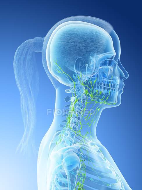 Vue latérale du système lymphatique féminin de la tête et du cou, illustration numérique . — Photo de stock