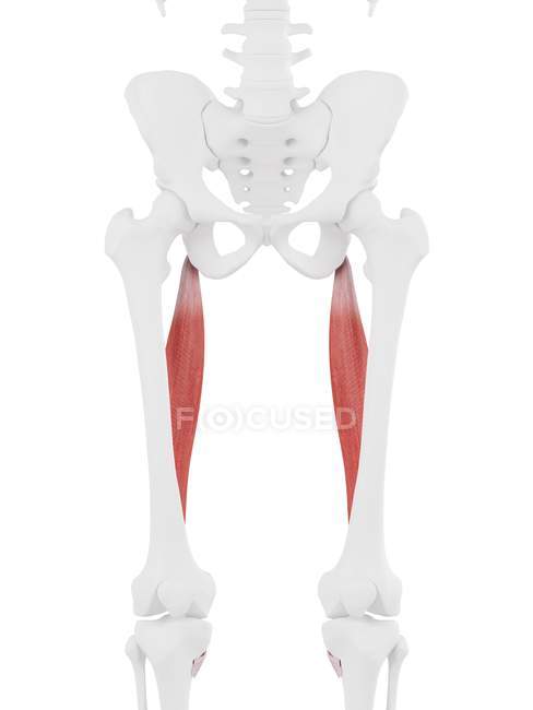 Scheletro umano con muscolo Semitendinosus di colore rosso, illustrazione digitale
. — Foto stock