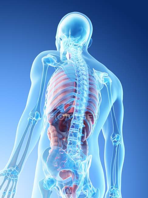 Vista trasera de ángulo bajo de la silueta humana que muestra la anatomía masculina, ilustración digital . - foto de stock