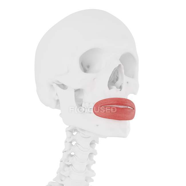 Esqueleto humano com músculo orbicular de cor vermelha, ilustração digital . — Fotografia de Stock