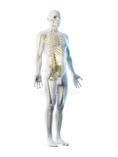 Männliches Nervensystem in Körpersilhouette, Computerillustration. — Stockfoto