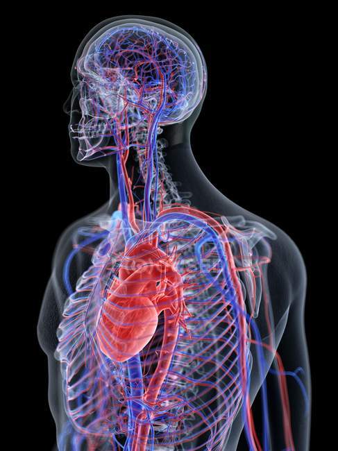 Sistema cardiovascular em corpo masculino normal, ilustração computacional . — Fotografia de Stock
