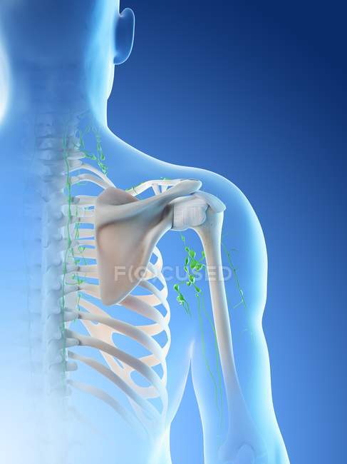 Ganglios linfáticos del hombro masculino, ilustración por ordenador . - foto de stock